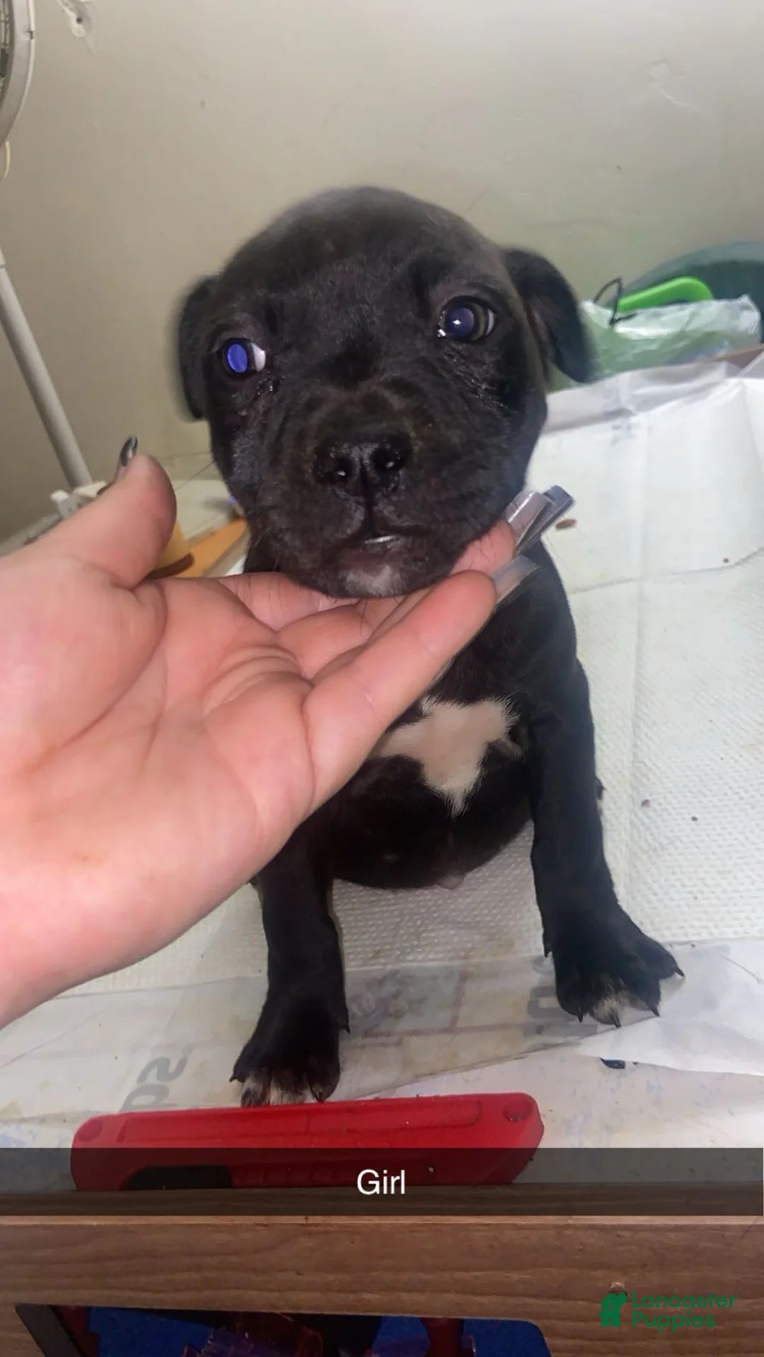 Mixed Breed dogs for sale: Mixed Breed Puppy 5 - Ad 1