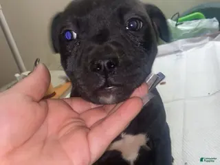 Mixed Breed dogs Mixed Breed Puppy 5 - Ad 9