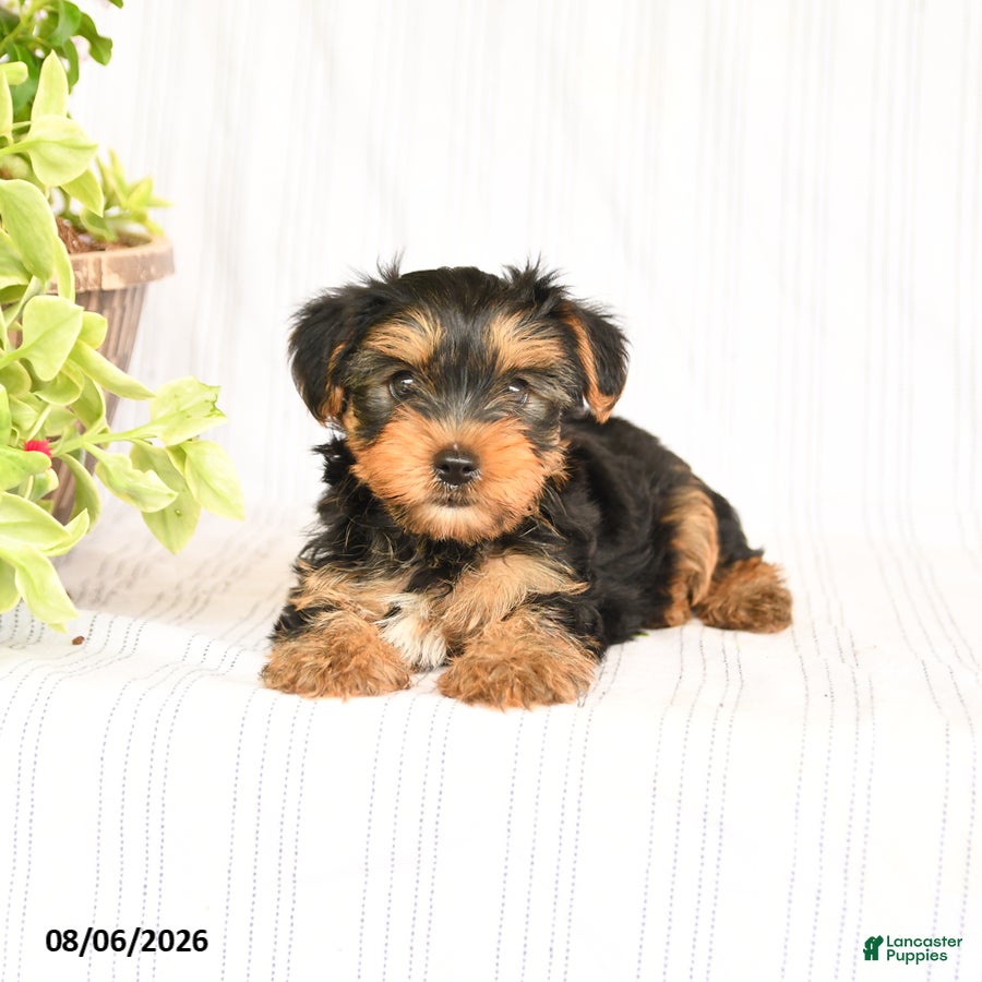 Yorkshire Terrier dogs Oscar - Ad 2