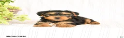 Yorkshire Terrier dogs for sale: Oscar - Ad 2