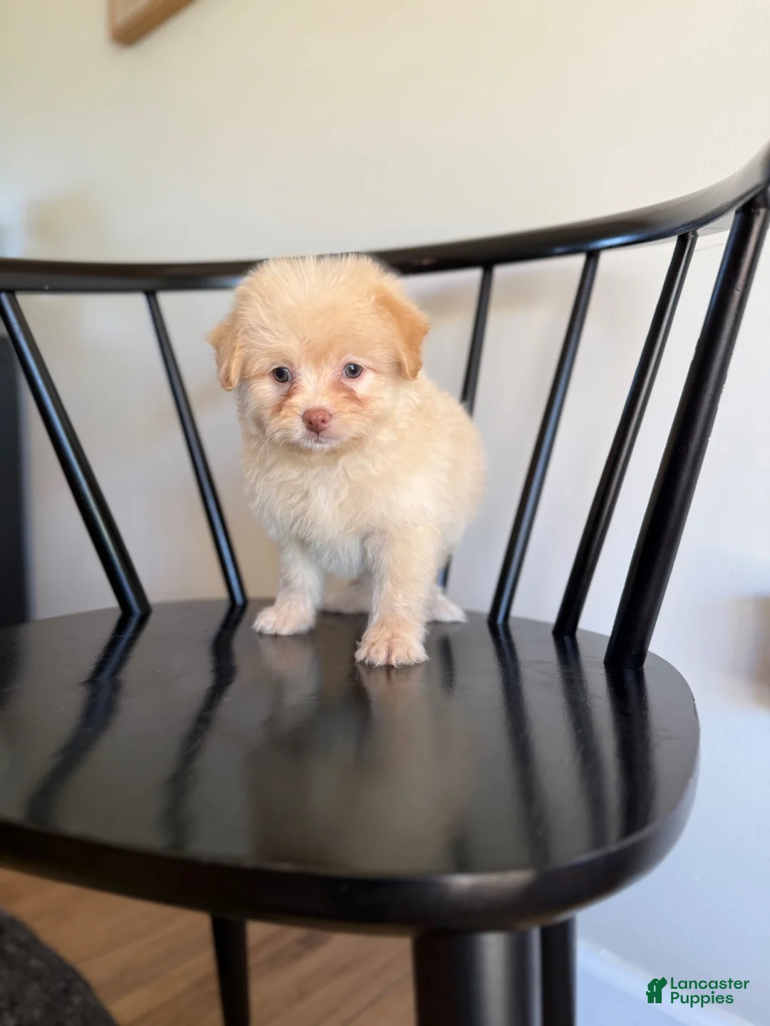 Pomapoo dogs for sale: Jeremiah  - Ad 2