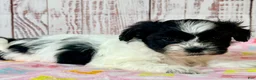 Teddy Bear dogs for sale: Wish Bear - Ad 2