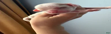 Opal