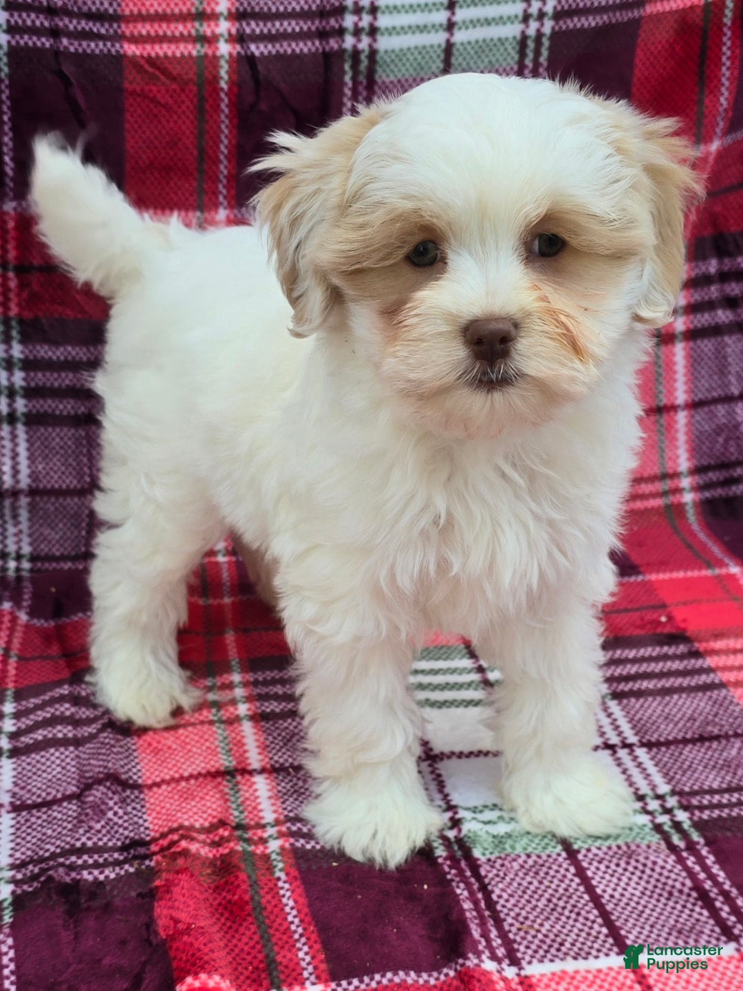 Mixed Breed dogs for sale: Creek - Ad 4