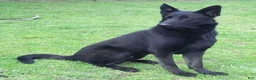 German Shepherd dogs for sale: Dixie - Ad 3
