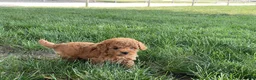 Mini Goldendoodle dogs for sale: Mandy Mini Goldendoodle  - Ad 8