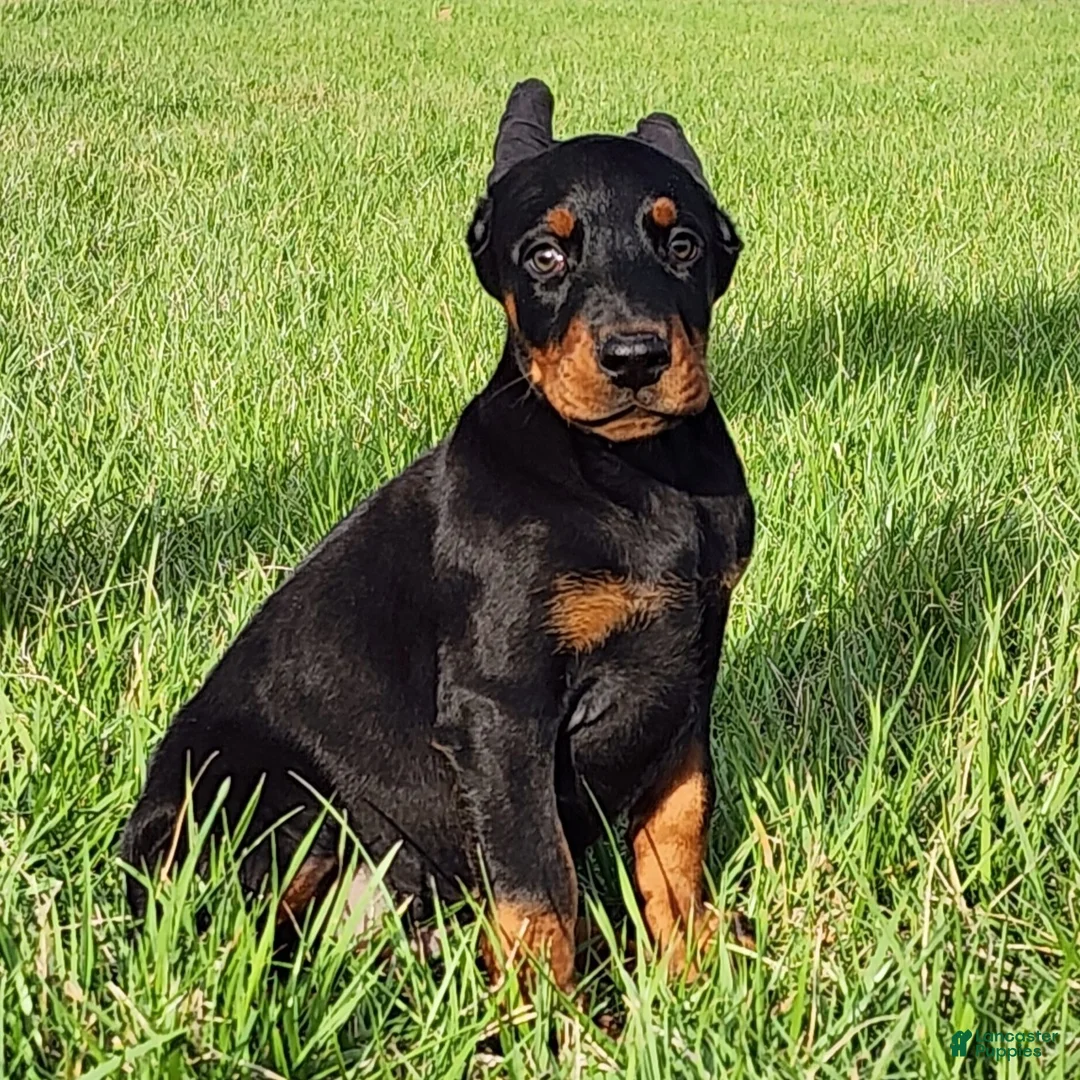 Doberman Pinscher dogs for sale: Samson  - Ad 1