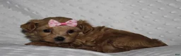 Yorkiepoo dogs for sale: GRACIE - Ad 3