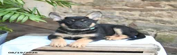 German Shepherd dogs for sale: Nova - Ad 3