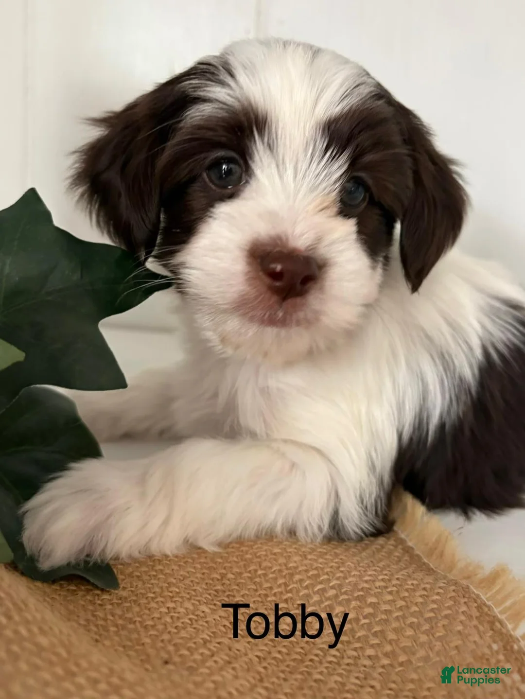 Yorkiepoo dogs for sale: Tobby - Ad 2