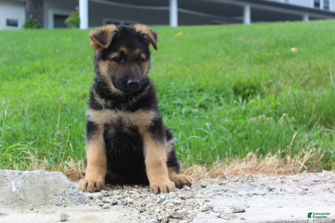 German Shepherd dogs for sale: Echo  - Ad 2