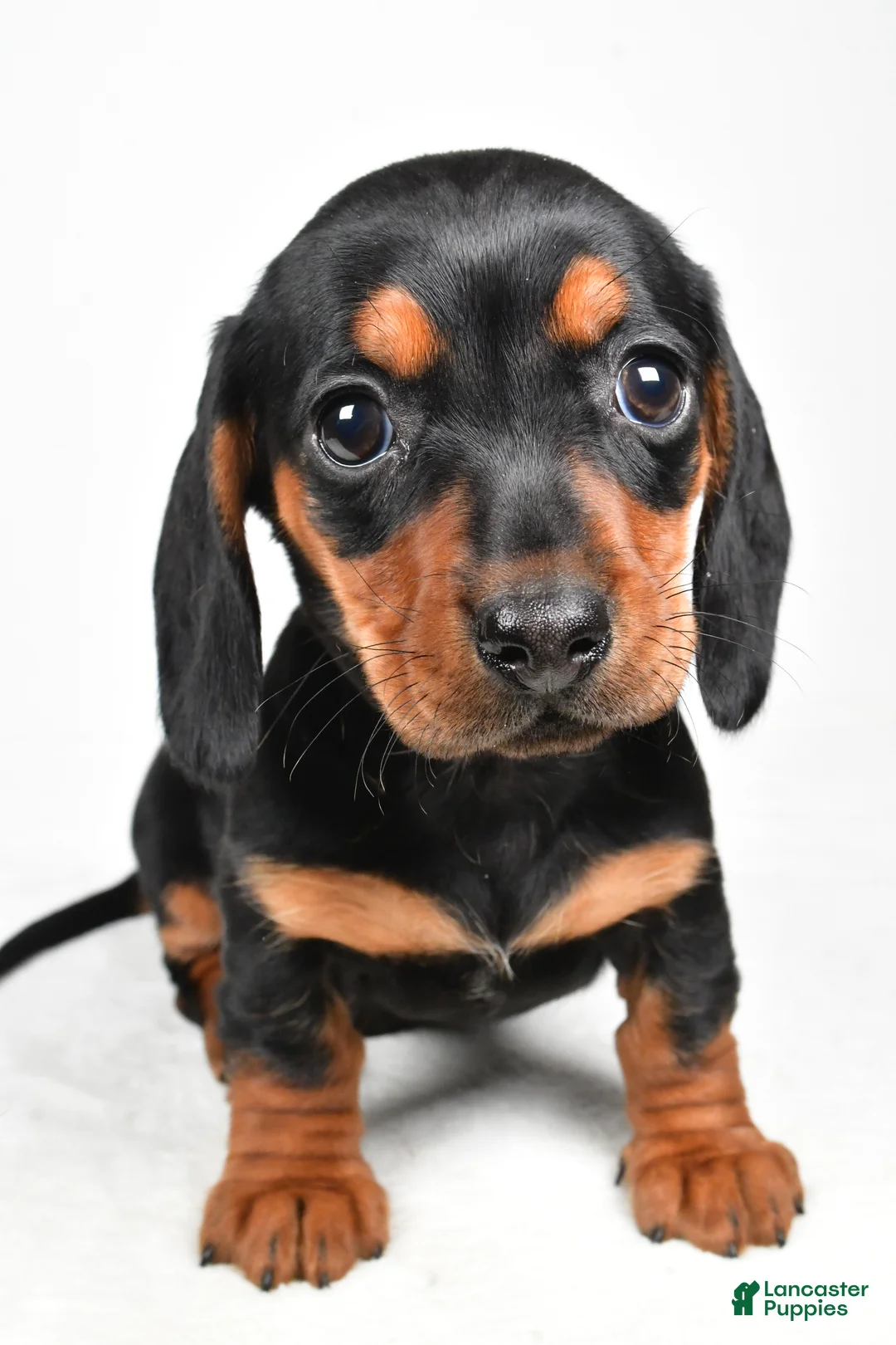 Miniature Dachshund dogs for sale: Nova - Ad 3