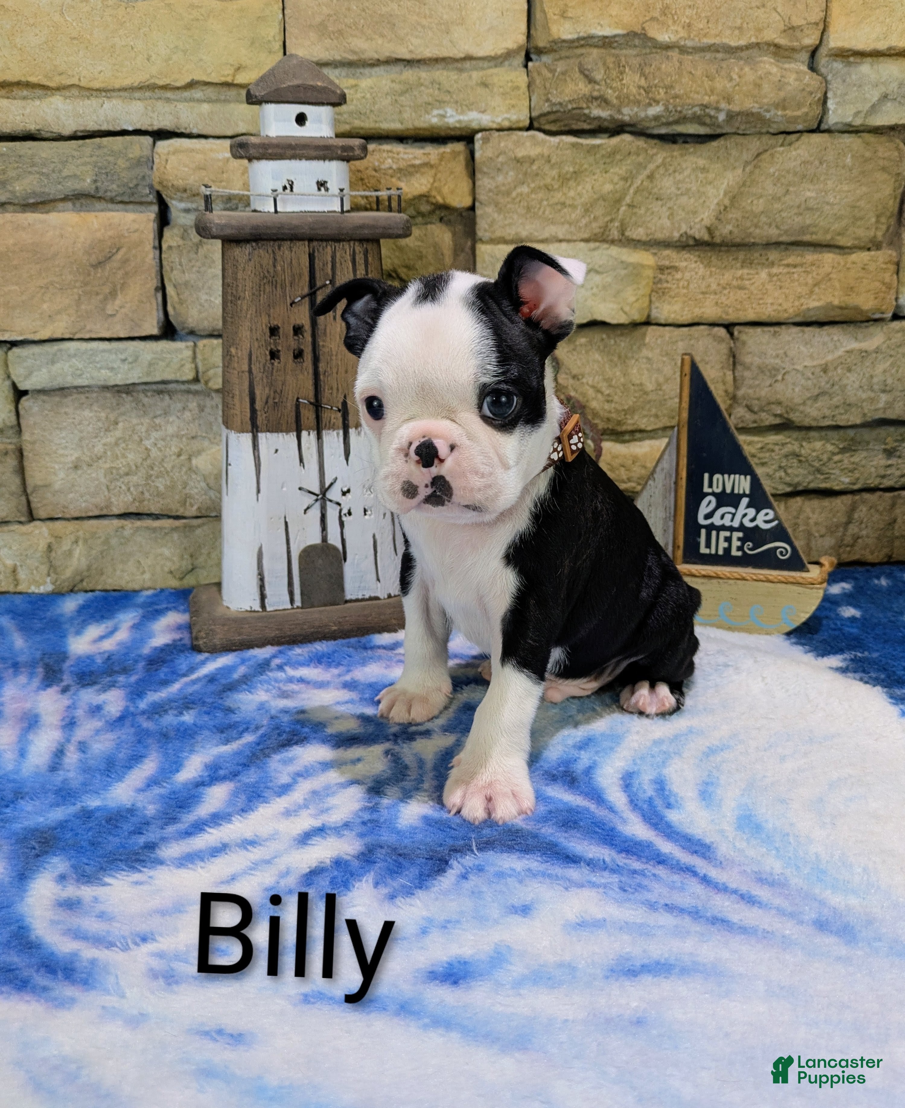 Boston Terrier dogs Boston Terrier Male Billy  - Ad 1