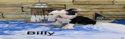 Boston Terrier dogs for sale: Boston Terrier Male Billy  - Ad 1