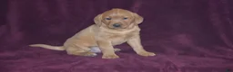 Labrador Retriever dogs for sale: Labrador Retriever Puppy 2 - Ad 2