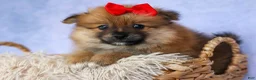 Pomeranian dogs for sale: Fabio  - Ad 5