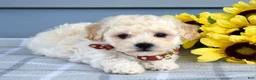 Bichpoo dogs for sale: Scotty - Ad 4