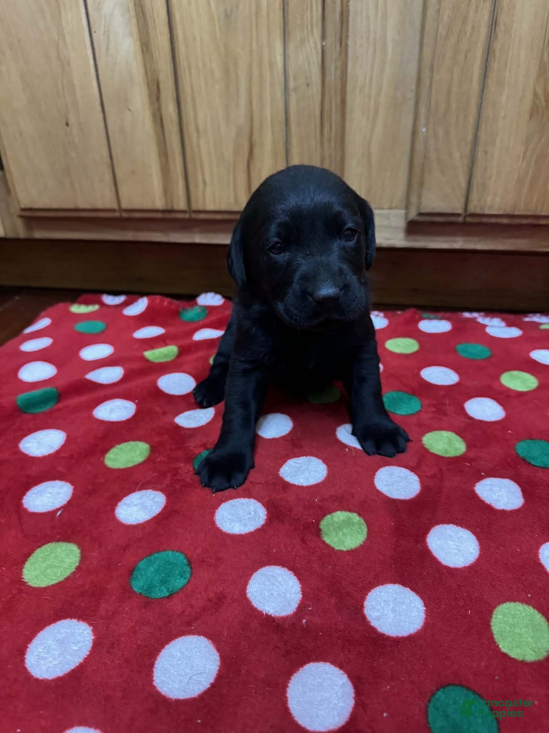 Labrador Retriever dogs for sale: Blossom - Ad 2