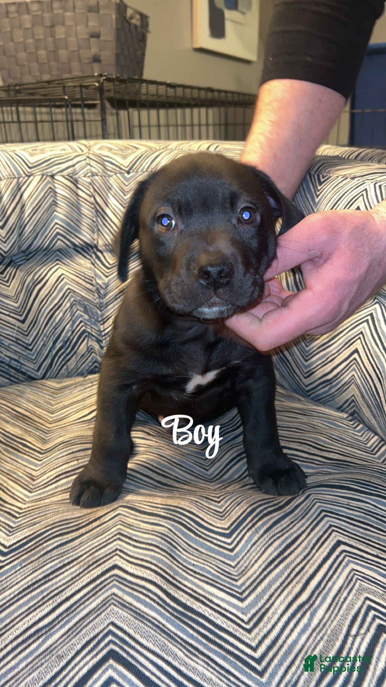 Mixed Breed dogs Mixed Breed Puppy 4 - Ad 33
