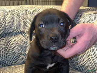 Mixed Breed dogs Mixed Breed Puppy 4 - Ad 33