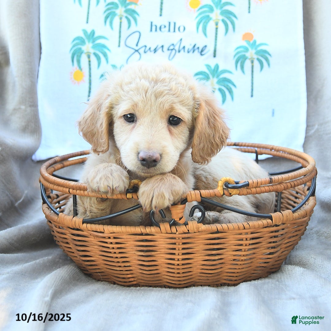 Mini Goldendoodle dogs for sale: Sassy - Ad 2