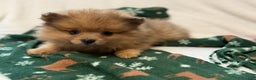 Pomeranian dogs for sale: Darcy - Ad 3