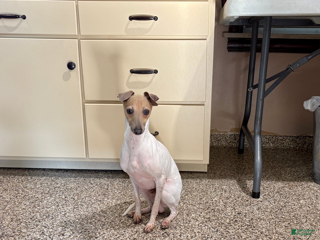 Italian Greyhound dogs for sale: Robbie - Ad 5