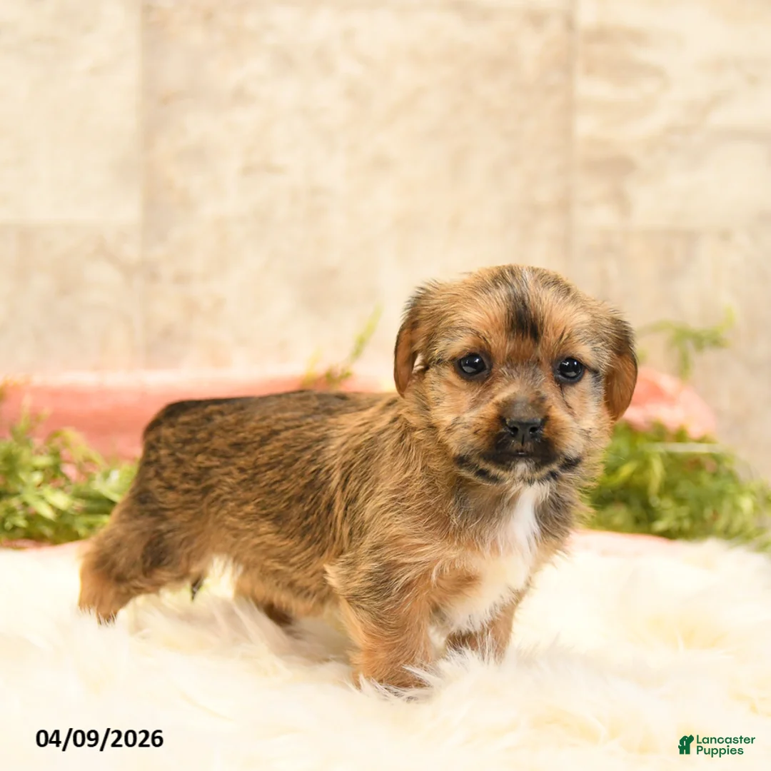 Shorkie dogs for sale: Sheila - Ad 1