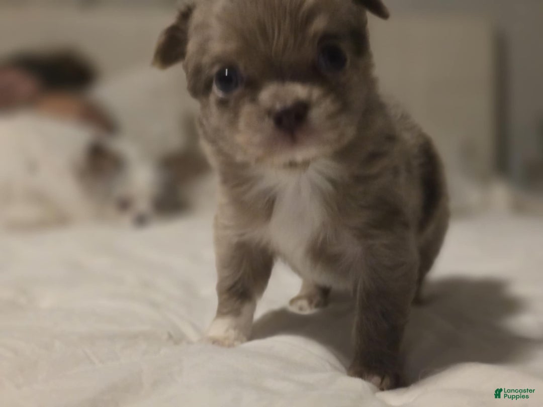 Chihuahua dogs for sale: jake - Ad 1