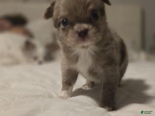 Chihuahua dogs jake - Ad 34