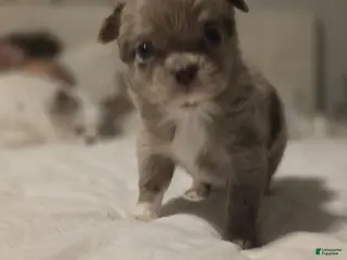 Chihuahua dogs jake - Ad 25