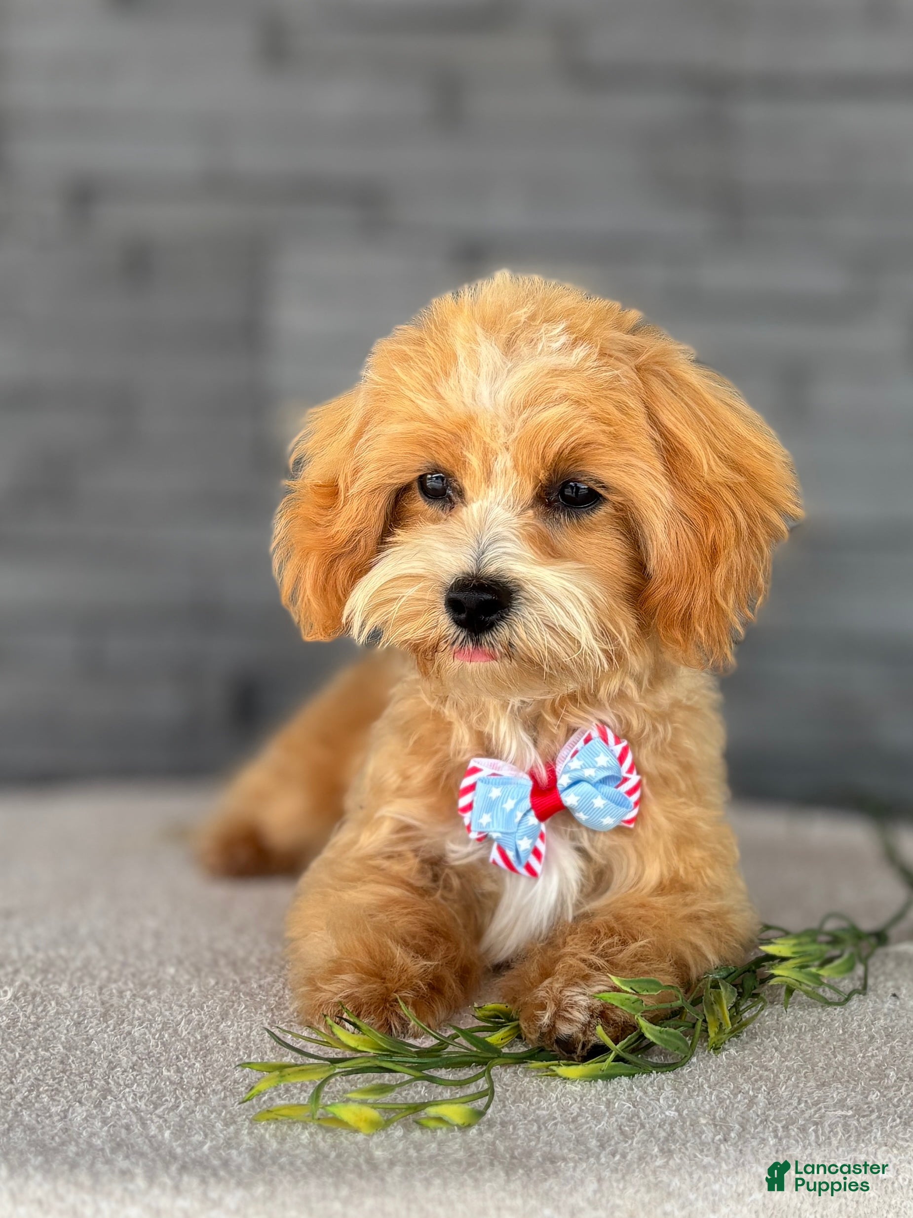 Maltipoo dogs Thumper Maltipoo Puppy  - Ad 2