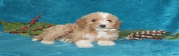 Mini Goldendoodle dogs for sale: Ivy - Ad 3