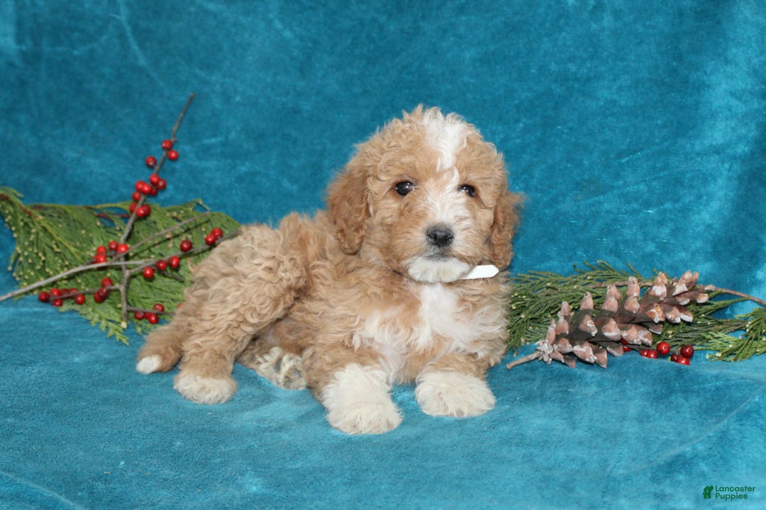 Mini Goldendoodle dogs for sale: Ivy - Ad 3