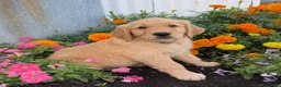 Golden Retriever dogs for sale: Hutton - Ad 5