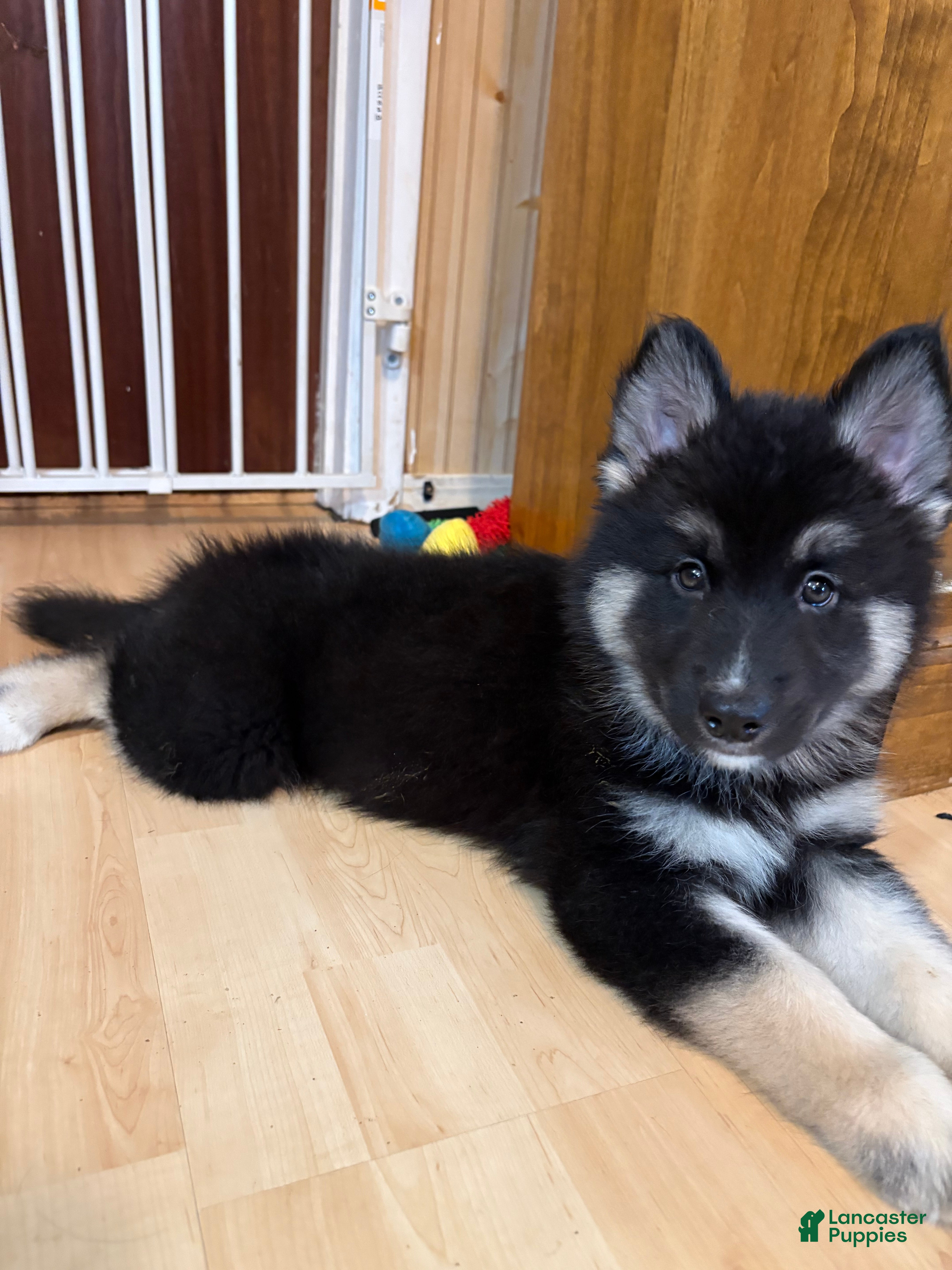 Mixed Breed dogs Mixed Breed 2 - Ad 40