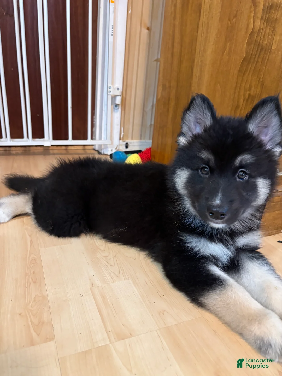 Mixed Breed dogs for sale: Mixed Breed 2 - Ad 1