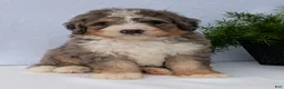 Mini Bernedoodle dogs for sale: Mini Baker  - Ad 12