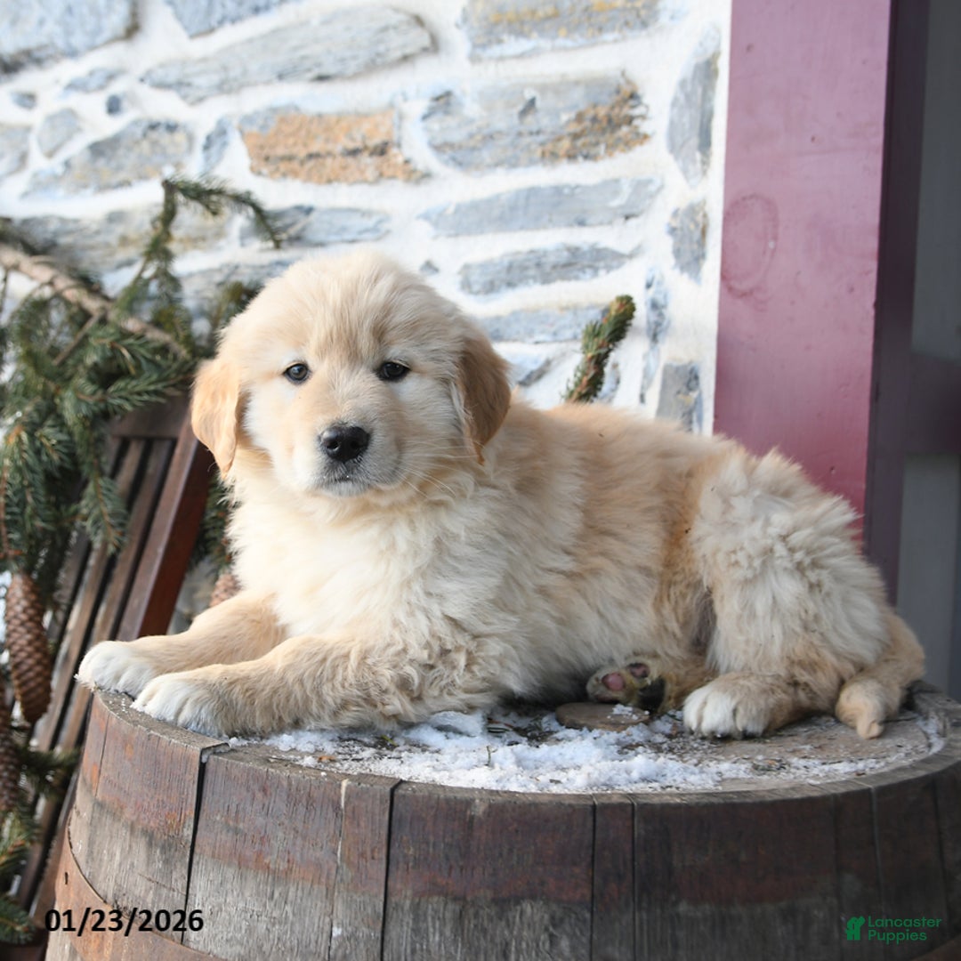 Mixed Breed dogs for sale: Mischief - Ad 2