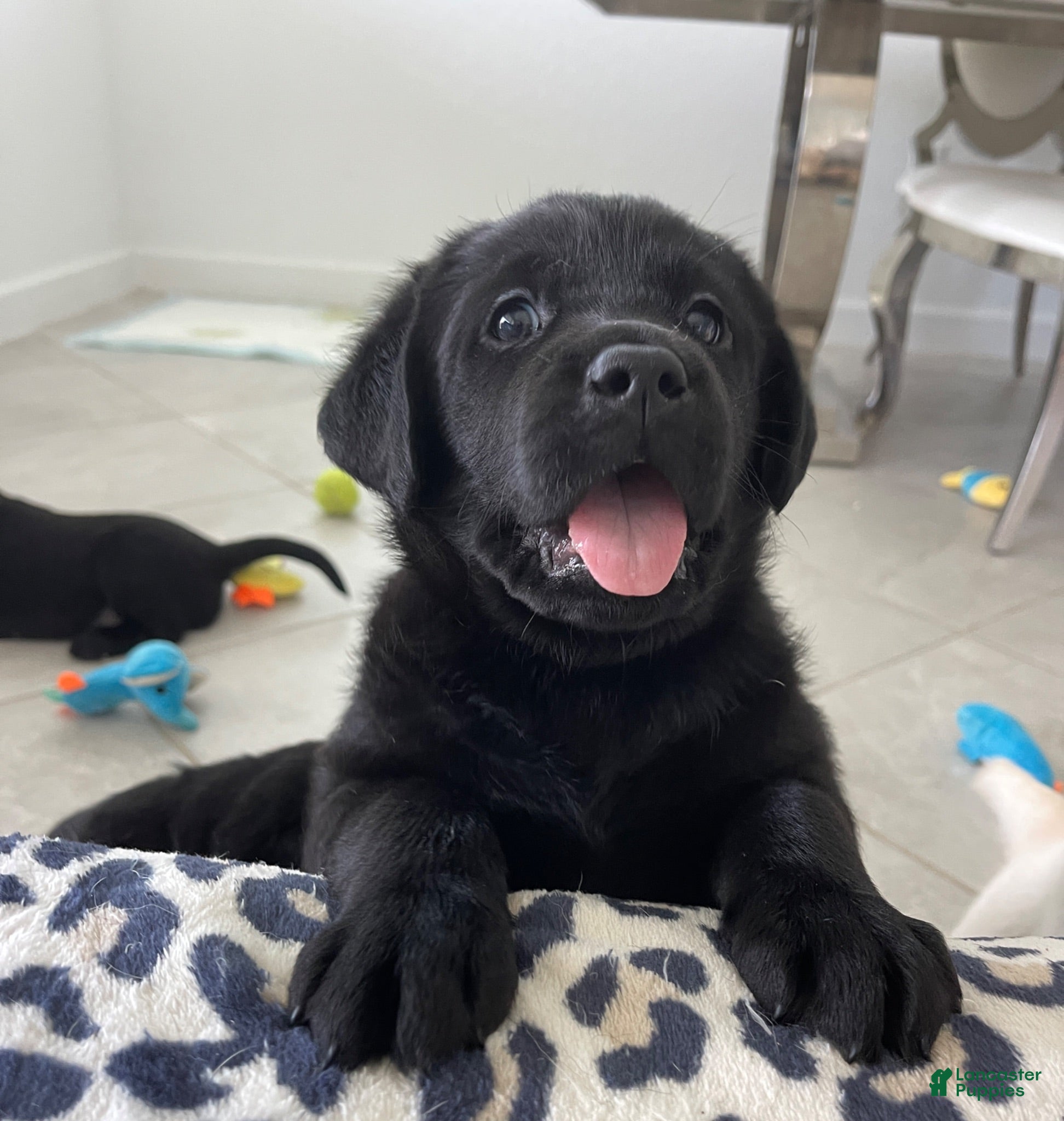 Labrador Retriever dogs Labrador Retriever 1 Max - Ad 1