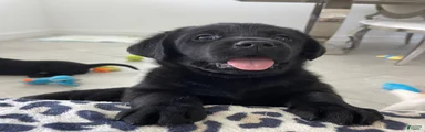 Labrador Retriever 1 Max