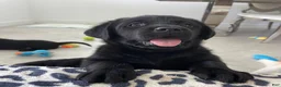 Labrador Retriever dogs for sale: Labrador Retriever 1 Max - Ad 1