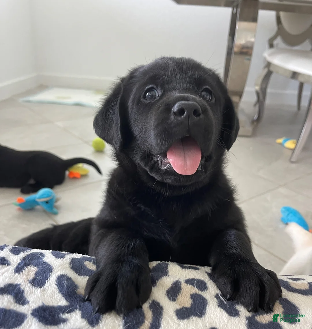 Labrador Retriever dogs for sale: Labrador Retriever 1 Max - Ad 1