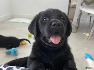 Labrador Retriever dogs for sale: Labrador Retriever 1 Max - Ad 3