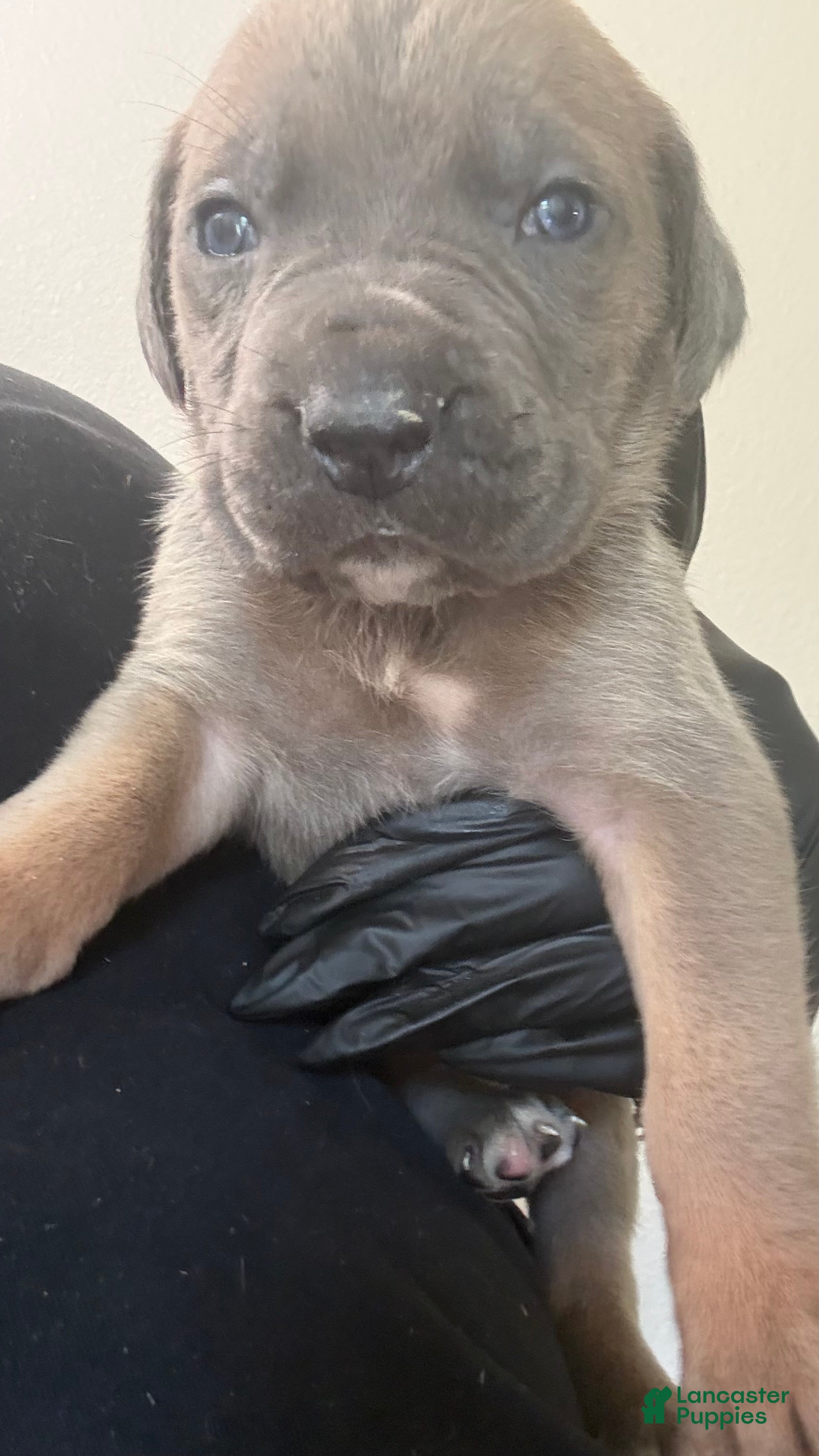 Cane Corso dogs Cane Corso 4- Steve  - Ad 6