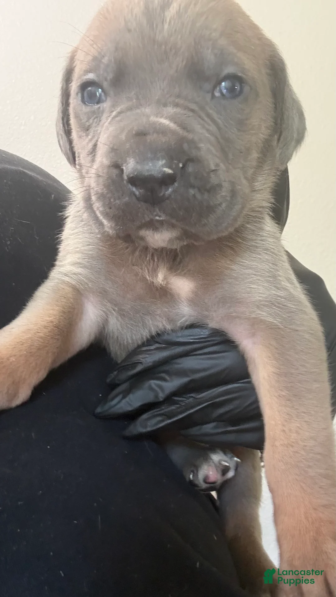 Cane Corso dogs for sale: Cane Corso 4- Steve  - Ad 1