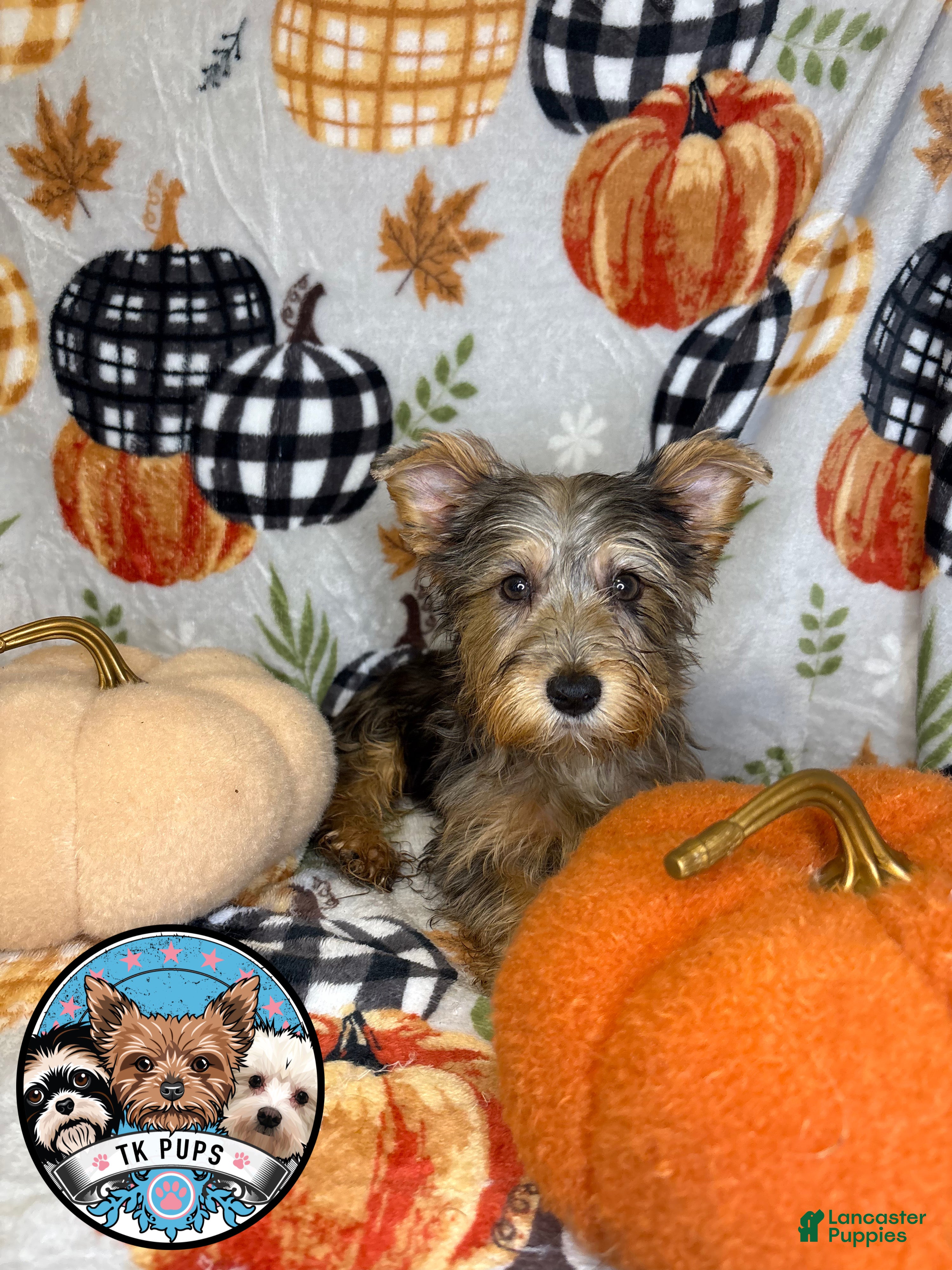 Yorkshire Terrier dogs Yorkshire Terrier Puppy 3 - Ad 27