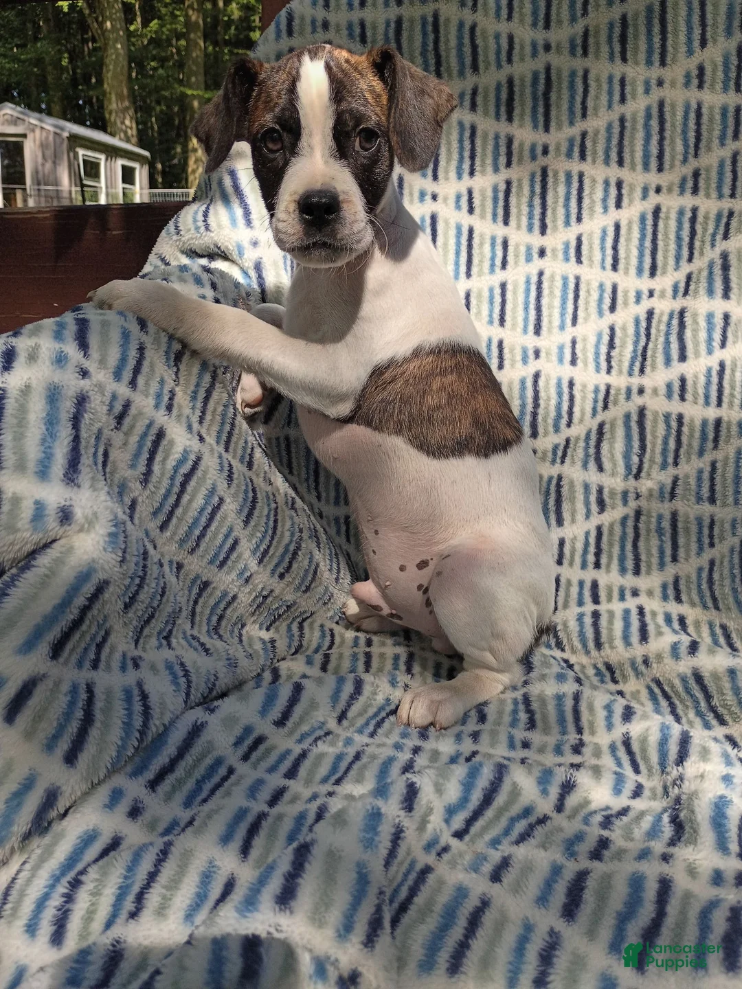 Boston Terrier dogs for sale: Boston Terrier 8 - Ad 2