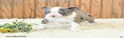 Boston Terrier dogs for sale: Master - Ad 4