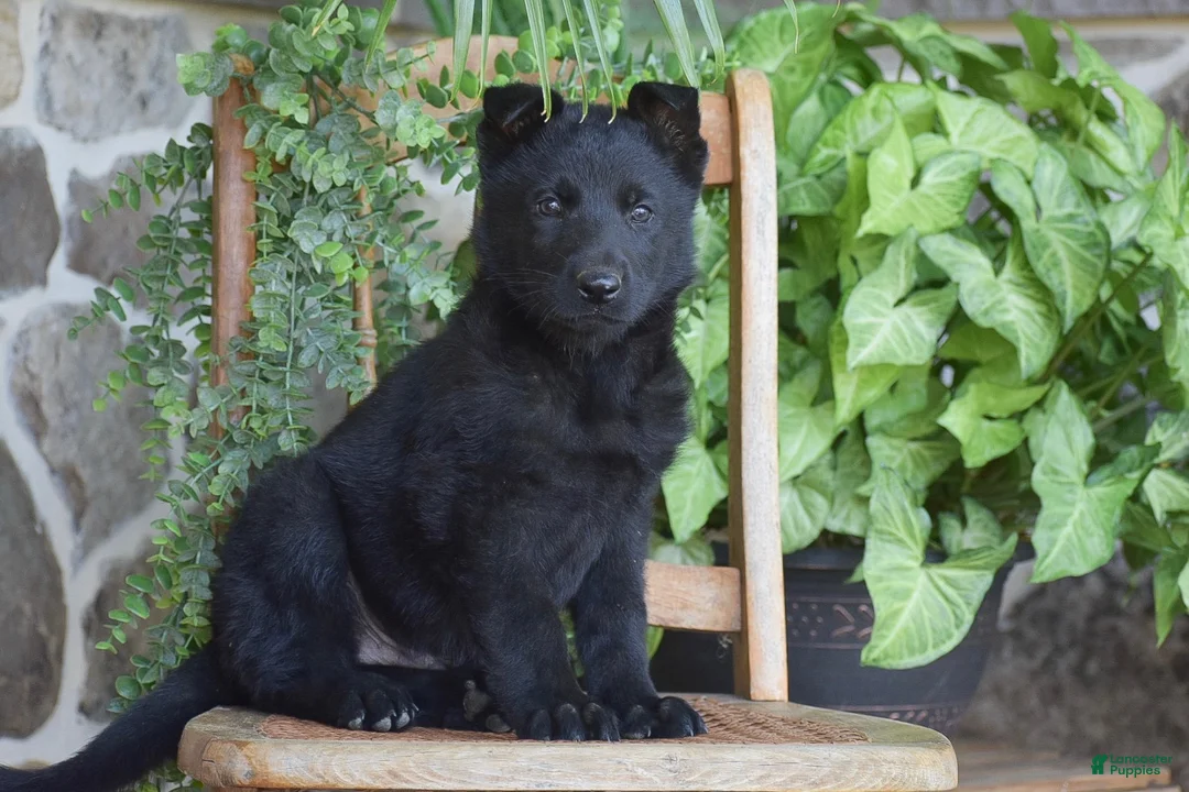 German Shepherd dogs for sale: Matt - Ad 1